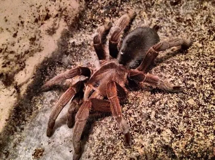 16075 australian rainforest tarantula appearance