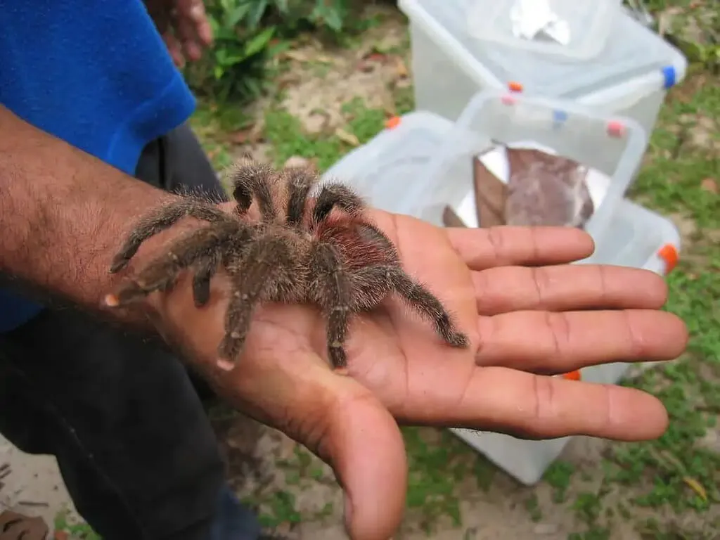 /img/16076-pink-toe-tarantula-plant-propagation.webp