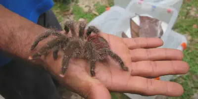 /img/16076-pink-toe-tarantula-plant-propagation.webp