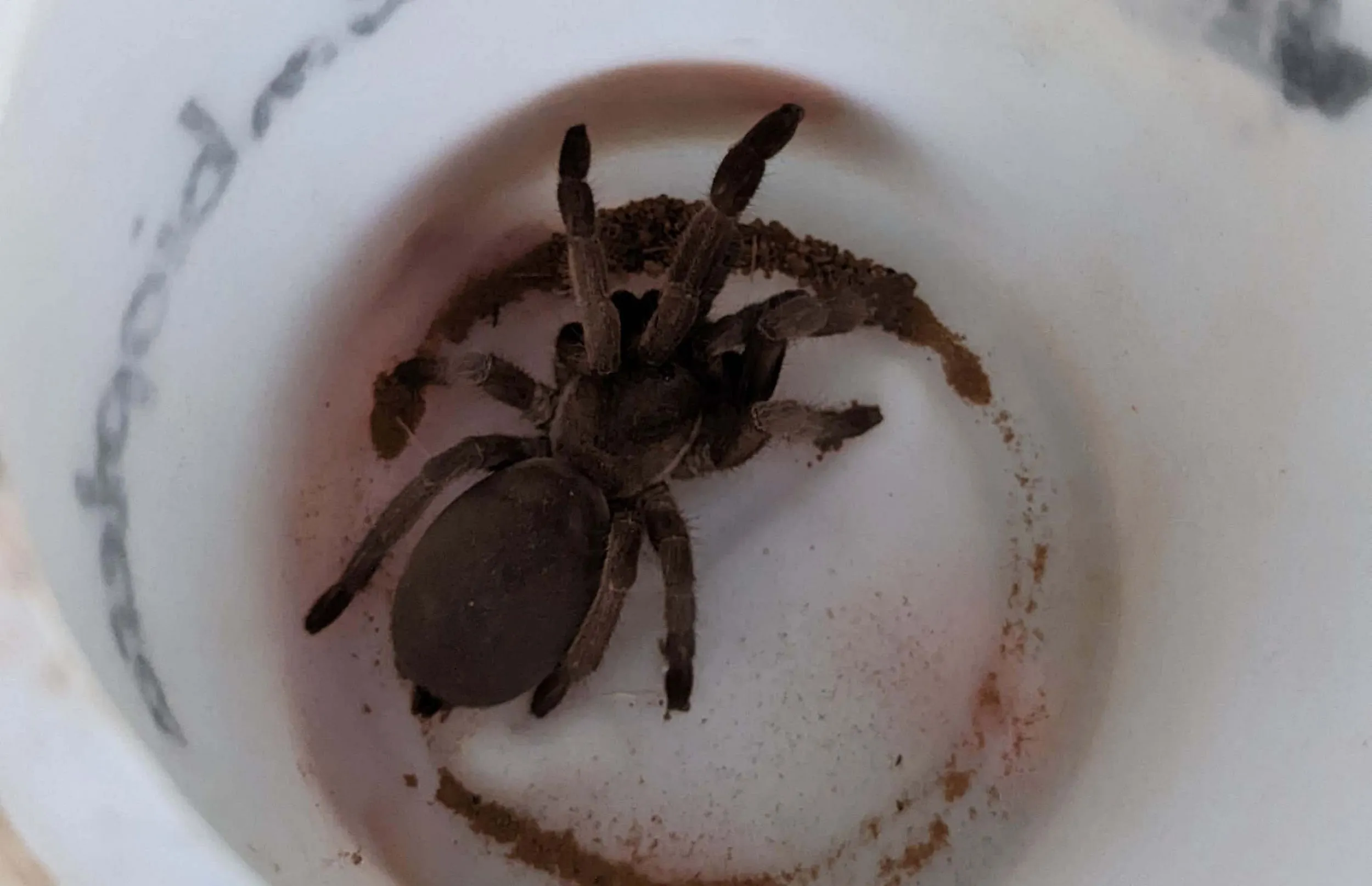 16077 tarantula pitfall trap