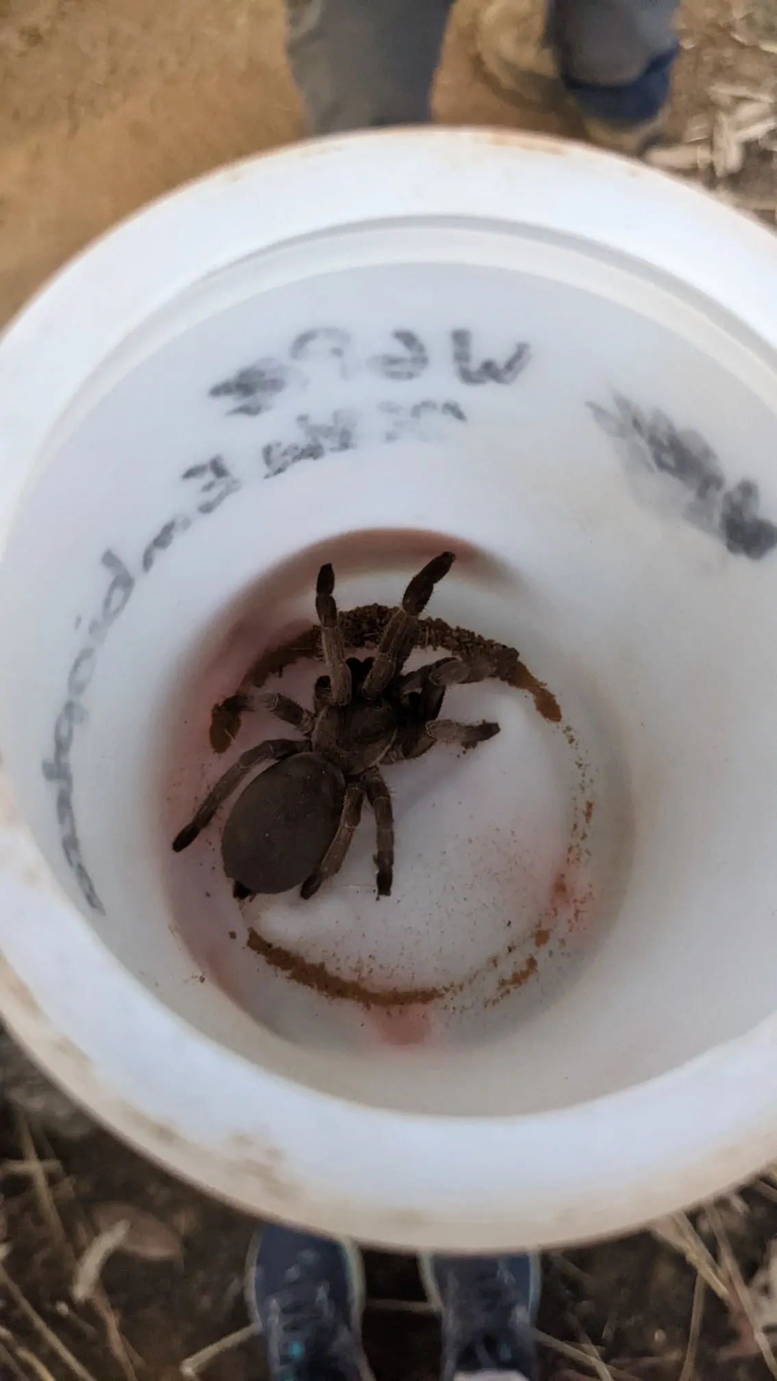 16077 tarantula trapping equipment