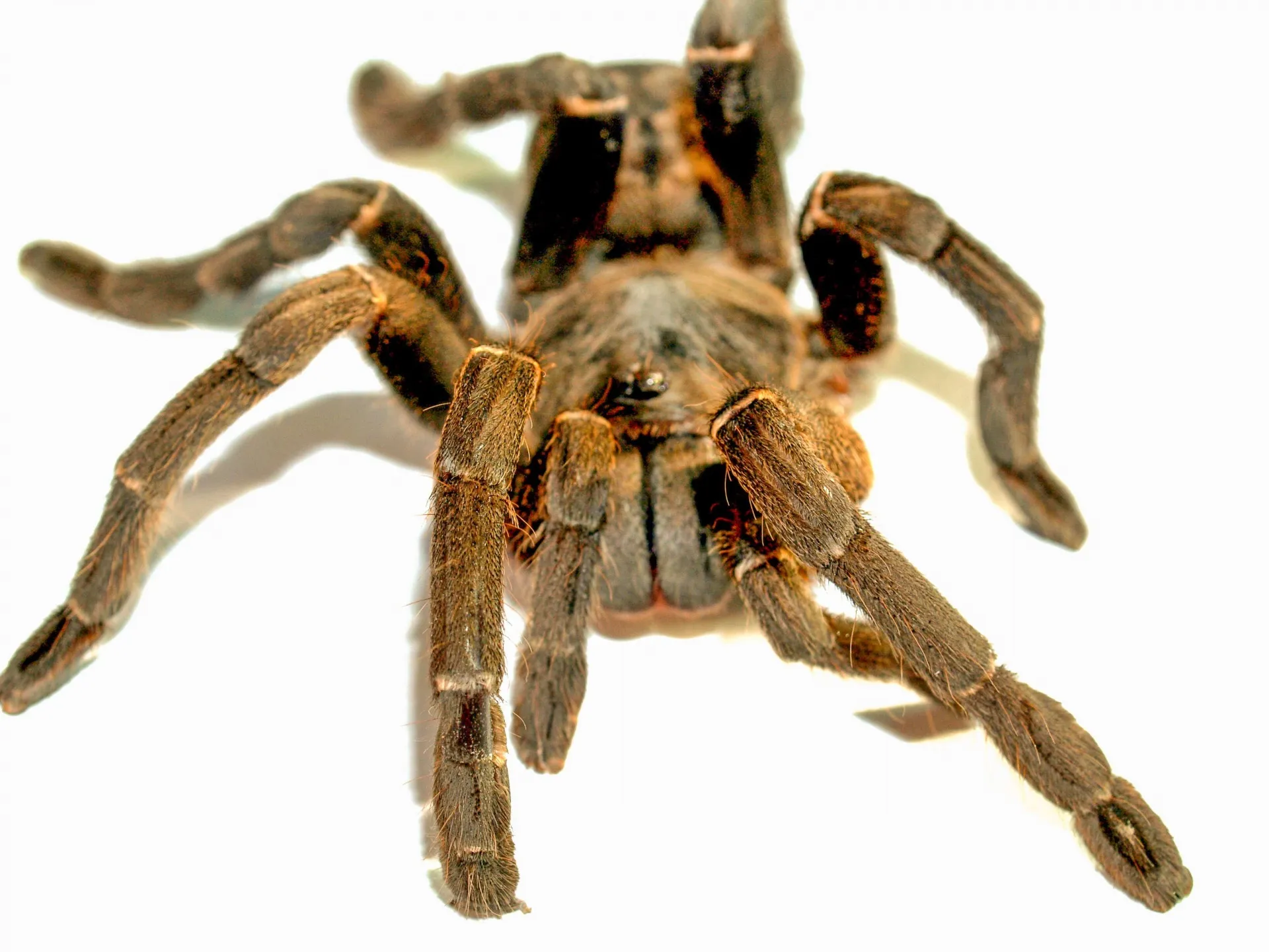 16078 spider tarantula day celebration