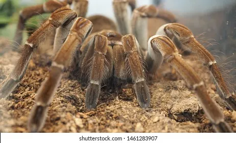 16078 tarantula molting