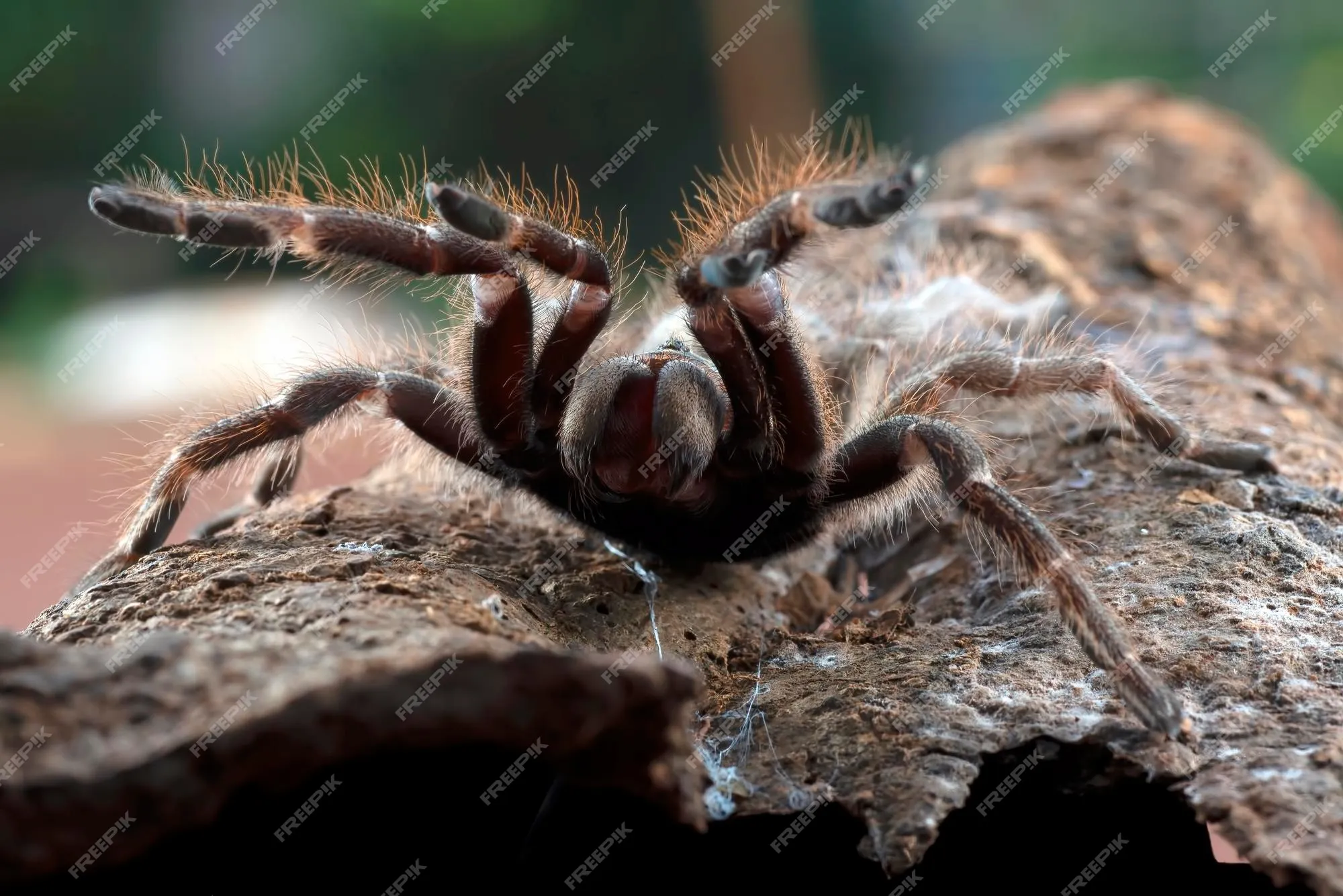 16078 tarantula species diversity