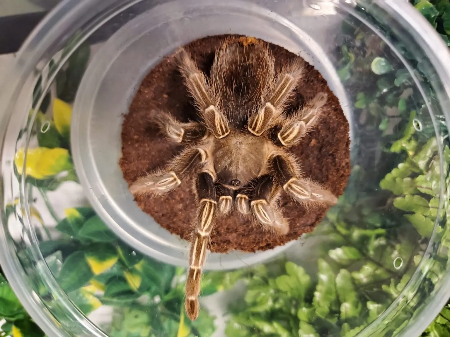 16079 striped knee tarantula enclosure