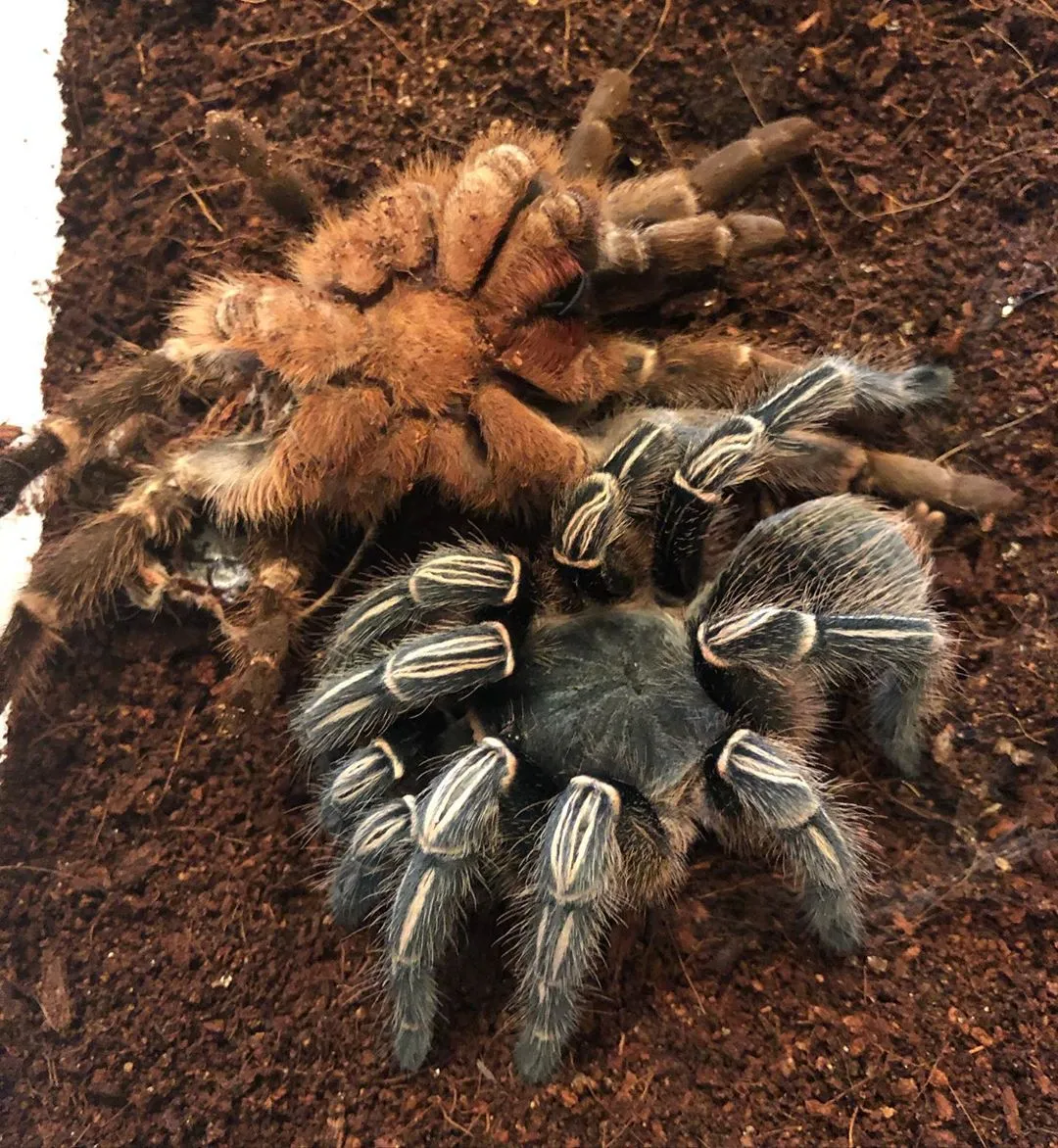 16079 striped knee tarantula feeding