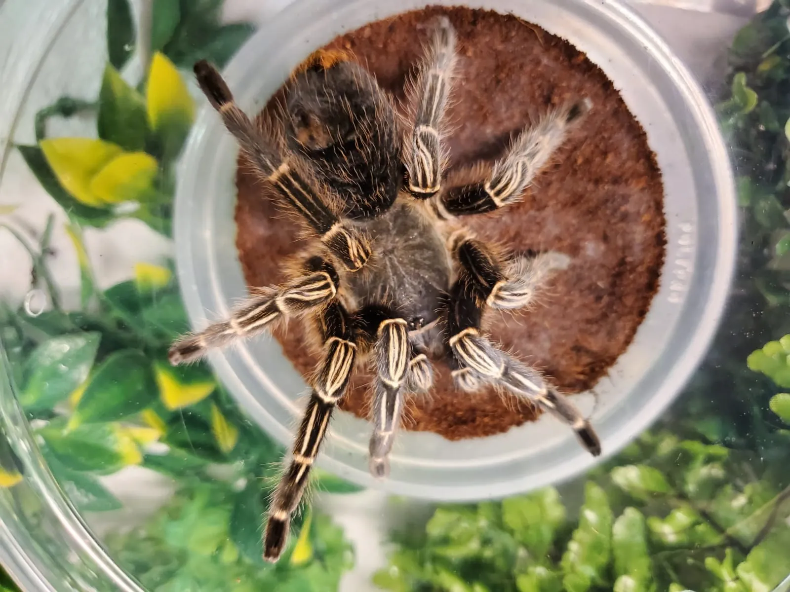 16079 striped knee tarantula handling