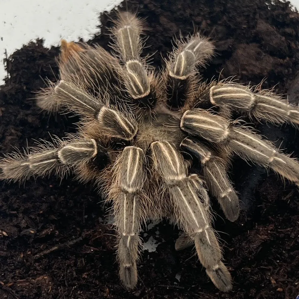 16079 striped knee tarantula molting