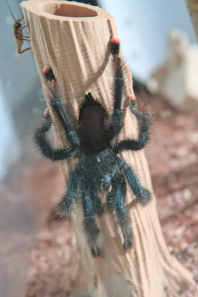 /img/16081-baby-pink-toe-tarantula-breeder.webp