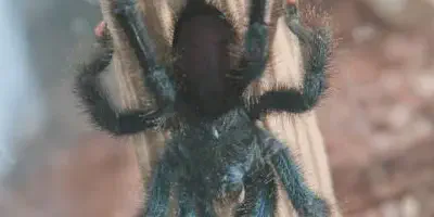 /img/16081-baby-pink-toe-tarantula-breeder.webp