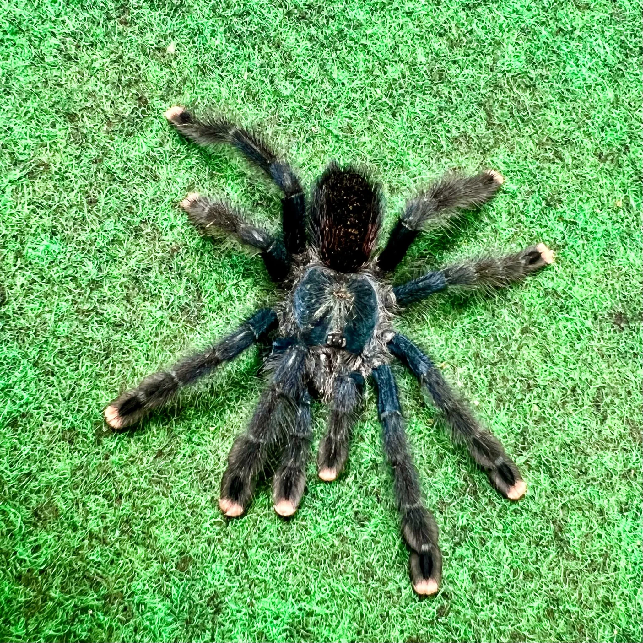 16081 baby pink toe tarantula colors