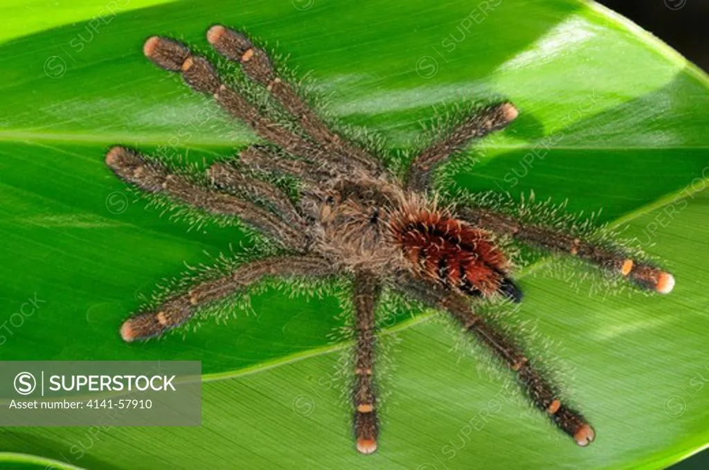 16081 baby pink toe tarantula health