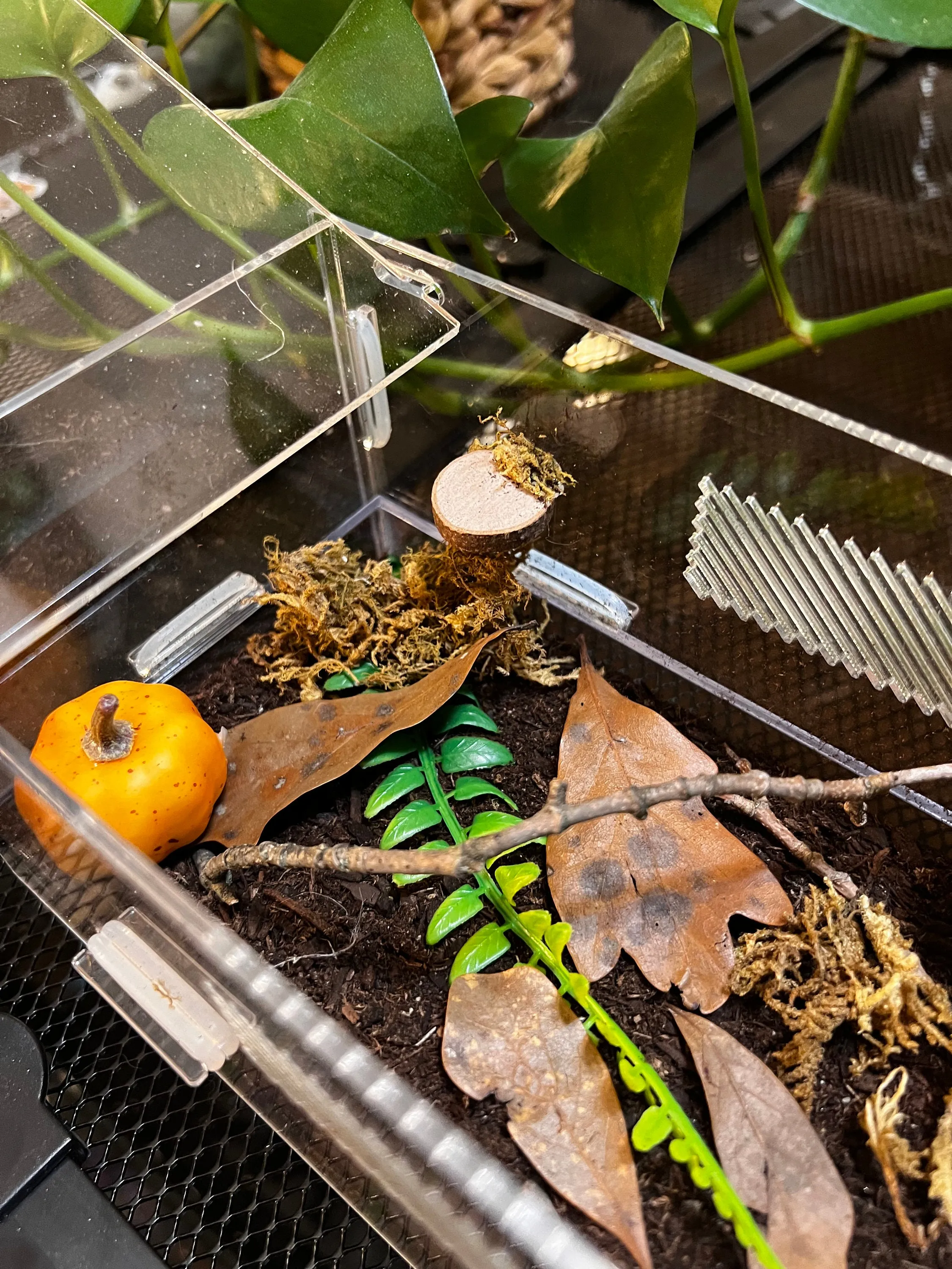 16082 acrylic tarantula enclosure