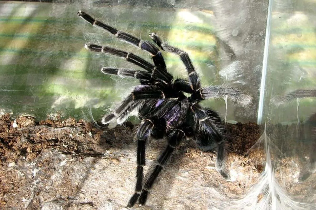/img/16082-tarantula-enclosure-decor.webp