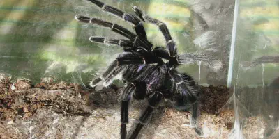 /img/16082-tarantula-enclosure-decor.webp
