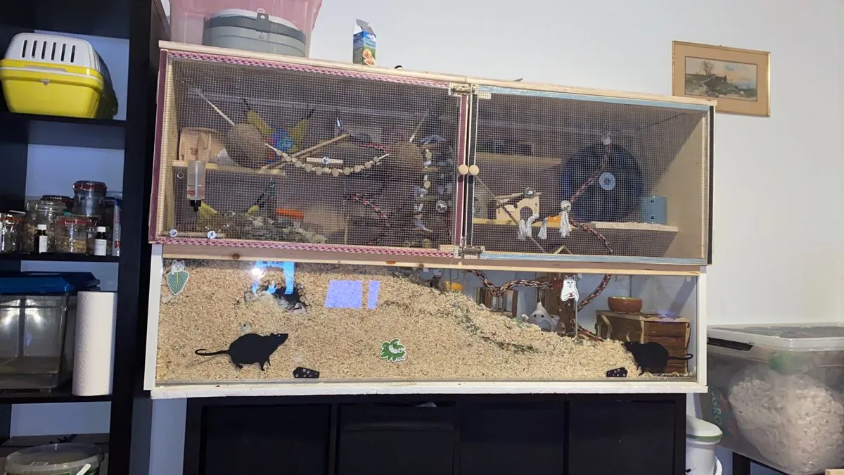 16082 tarantula enclosure ventilation