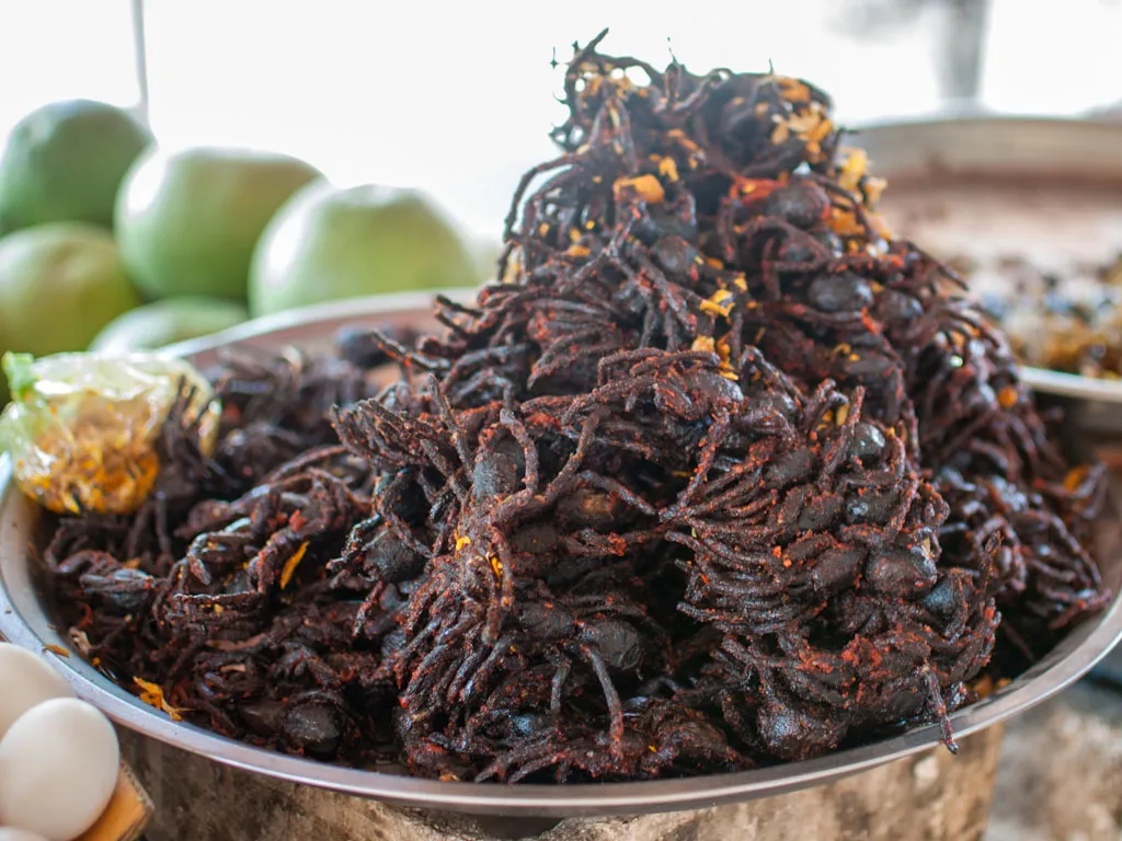 16083 tarantula water dish