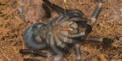 /img/16085-healthy-tarantula.webp