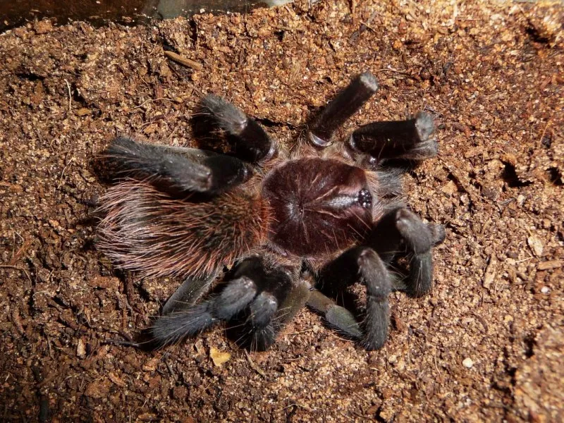 16085 tarantula abdomen