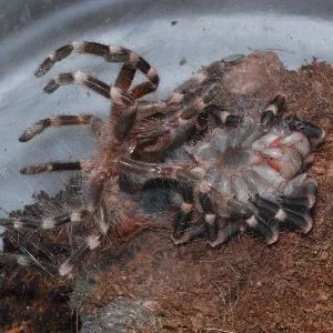 16085 tarantula refusing food