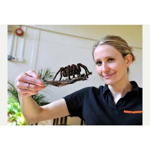 16086 goliath bird eating tarantula diet