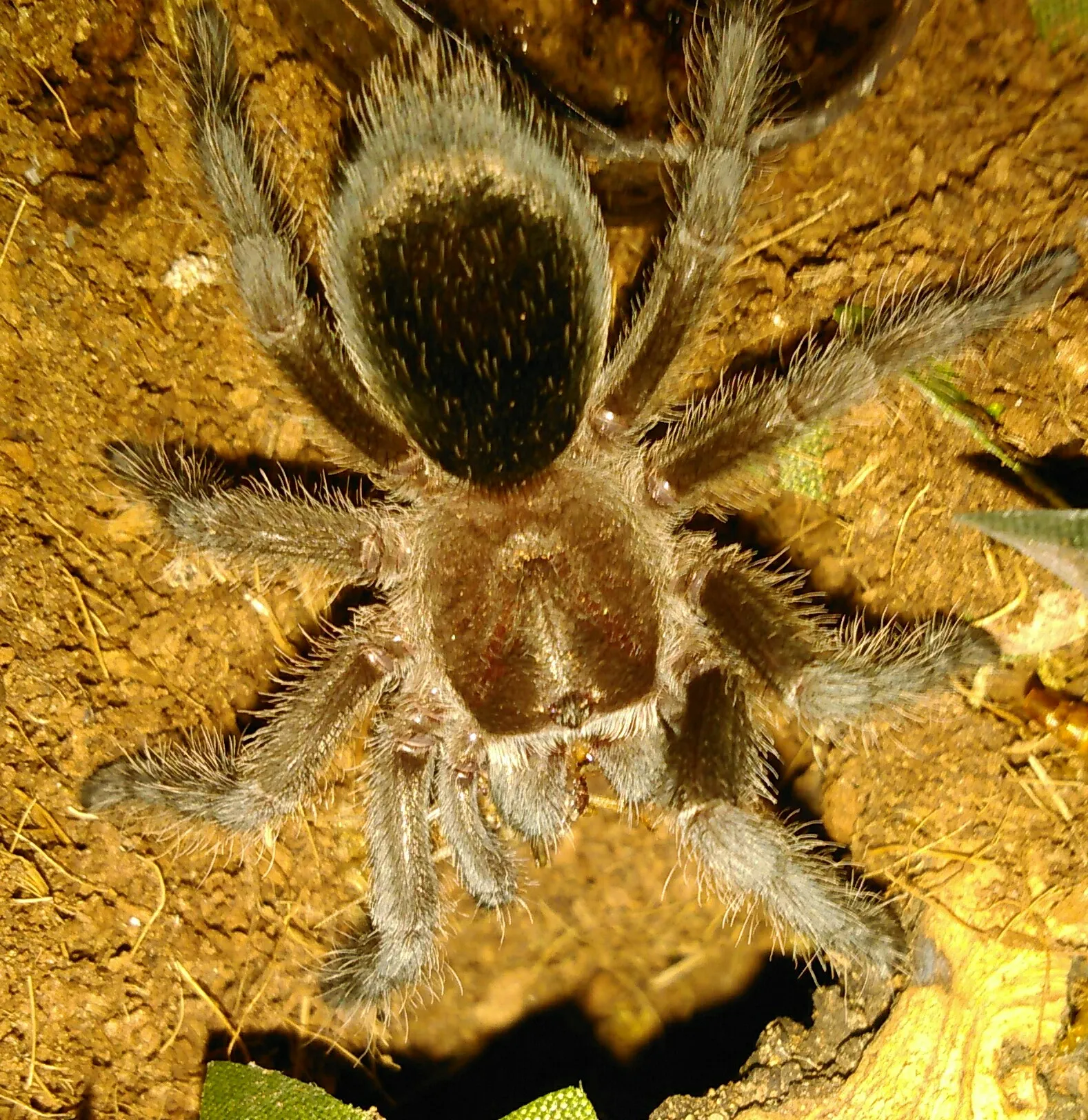 16088 pulchra tarantula close up