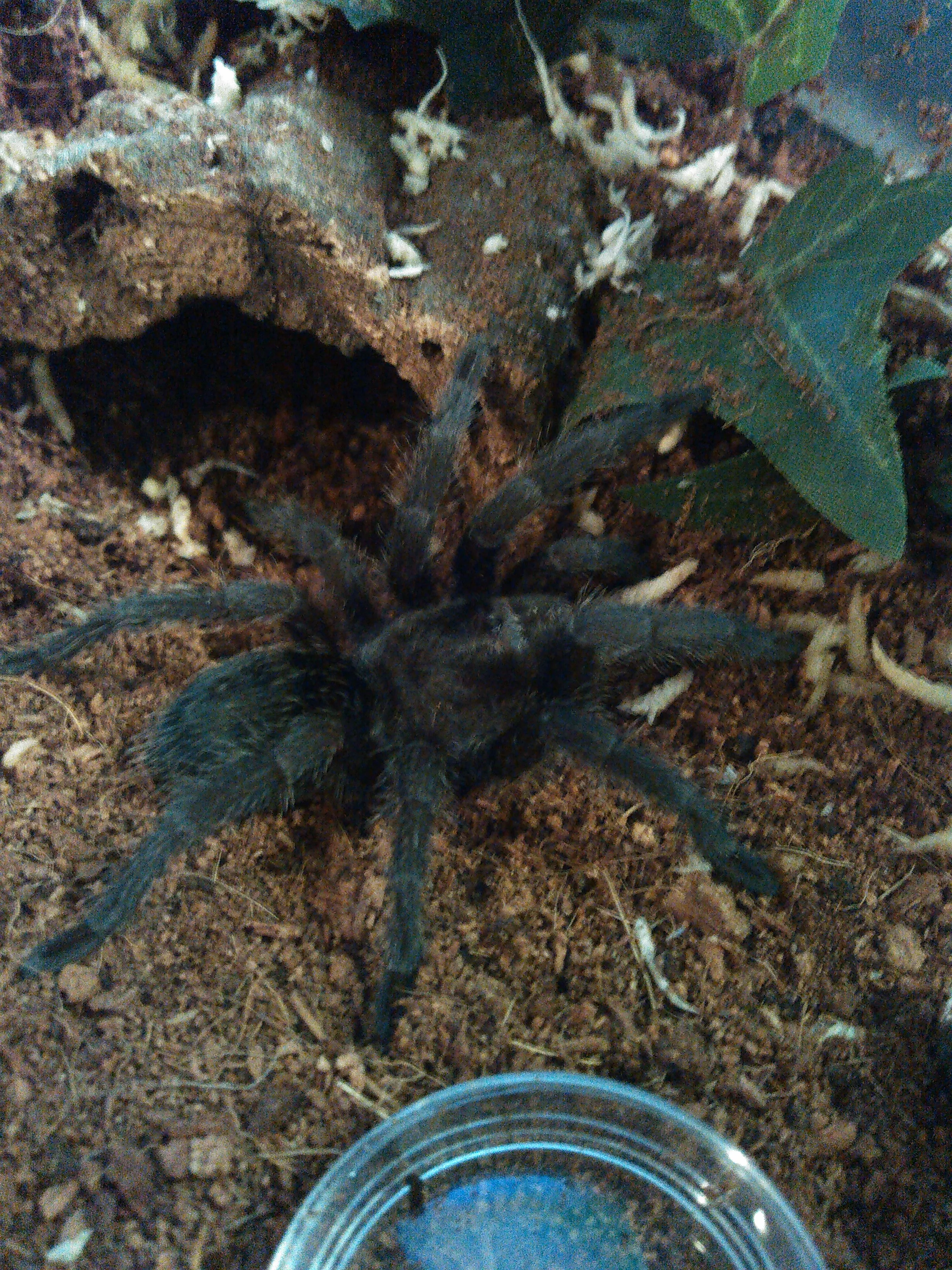 16088 pulchra tarantula feeding