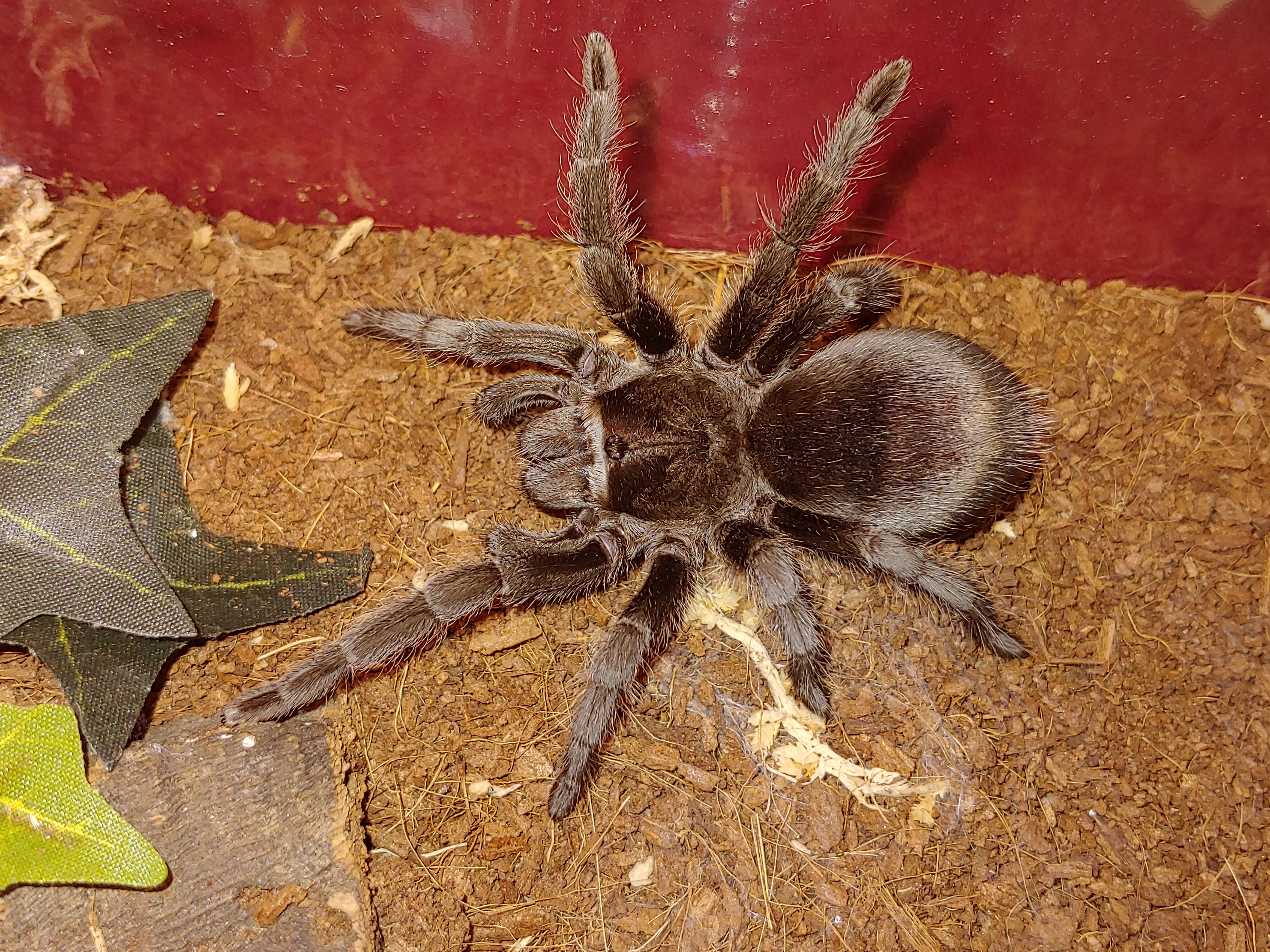 16088 pulchra tarantula molting