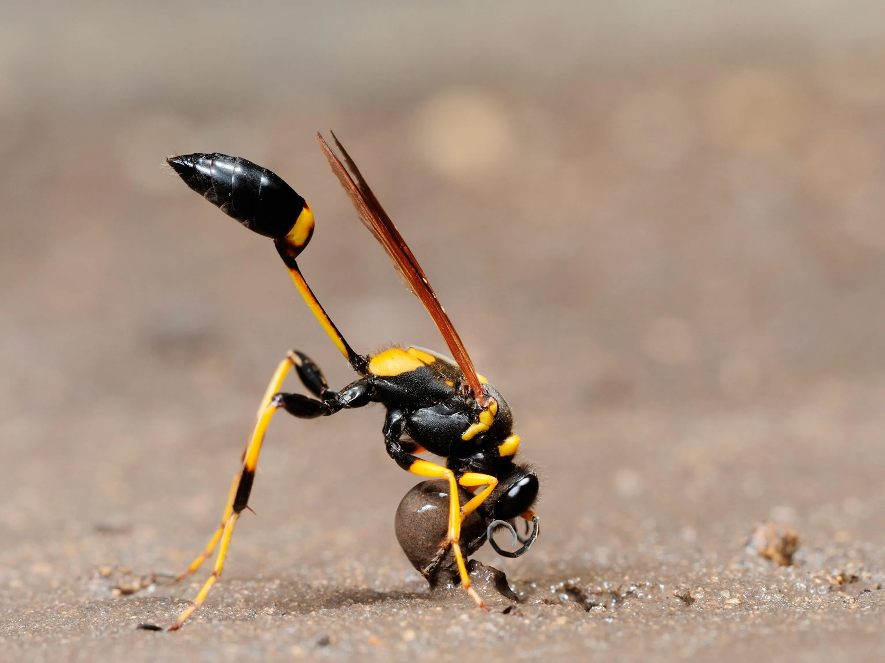 16089 physical effects