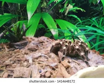 16090 arkansas brown tarantula eggsac