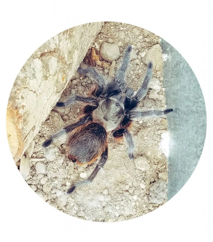 16090 arkansas brown tarantula feeding