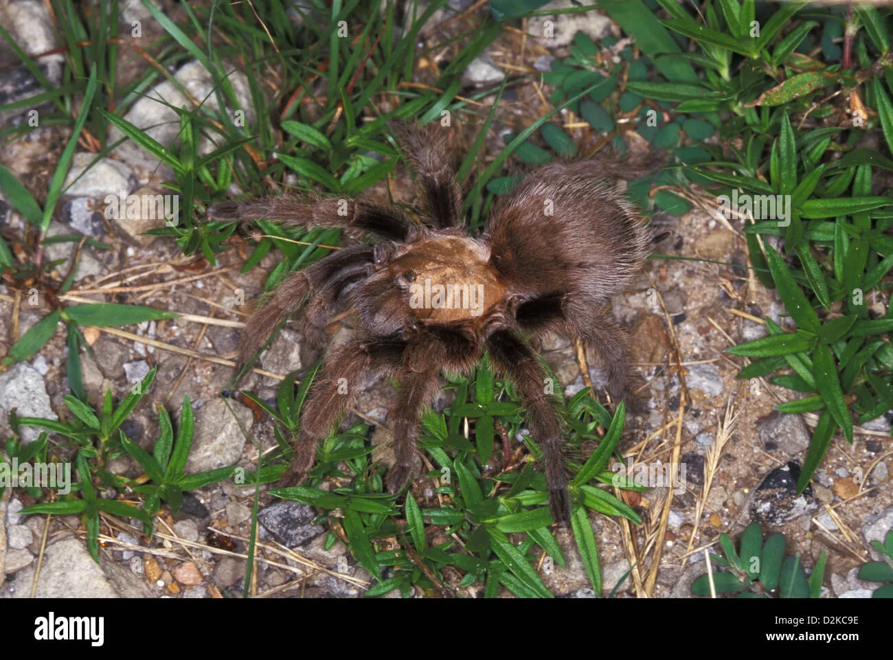 /img/16090-brown-tarantula-abilities.webp