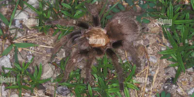/img/16090-brown-tarantula-abilities.webp