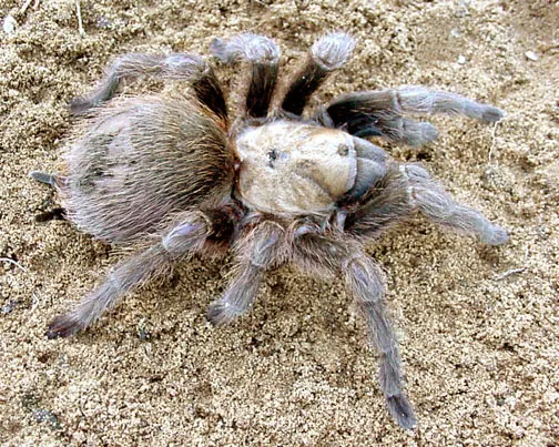 16090 brown tarantula close up