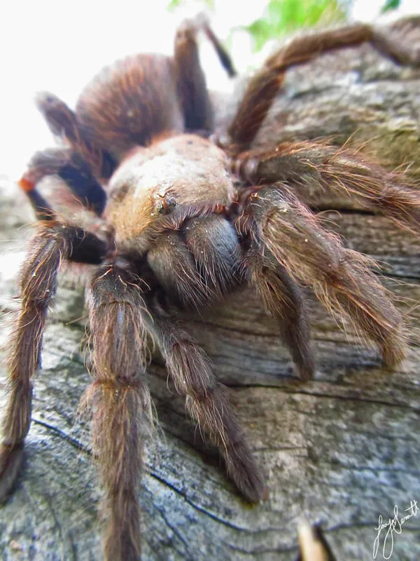 16090 brown tarantula mating