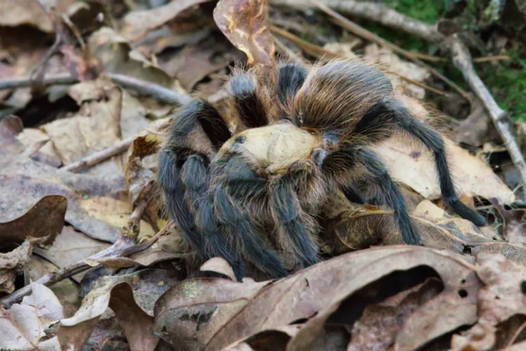 16090 tarantula conservation