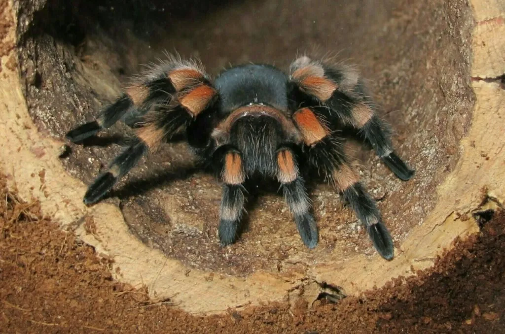 16093 bird catching tarantula