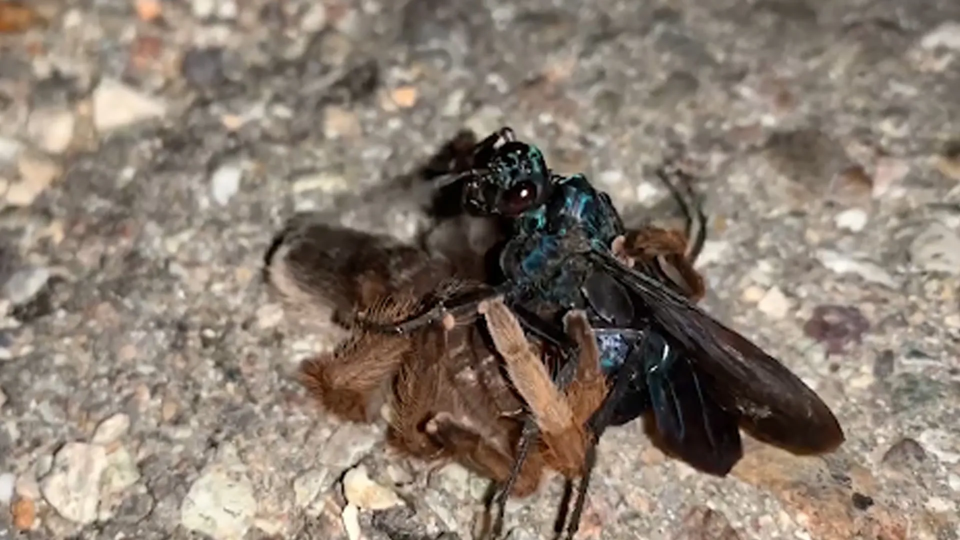 16093 tarantula venom