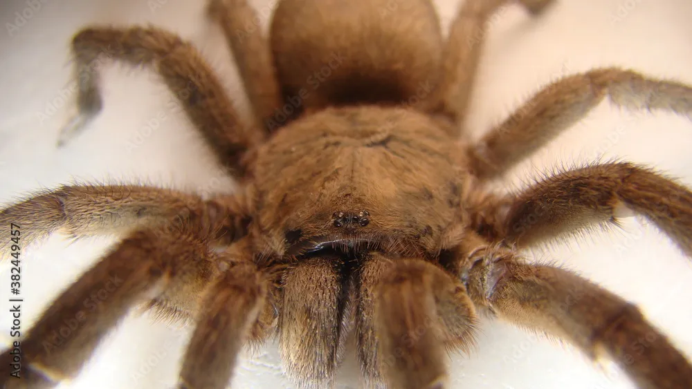 /img/16094-spider-tarantula-myths.webp