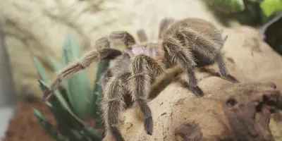 /img/16098-chilean-rose-tarantula-uk-habitat.webp