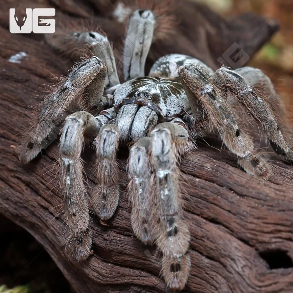 16100 ornamental baboon tarantula feeding