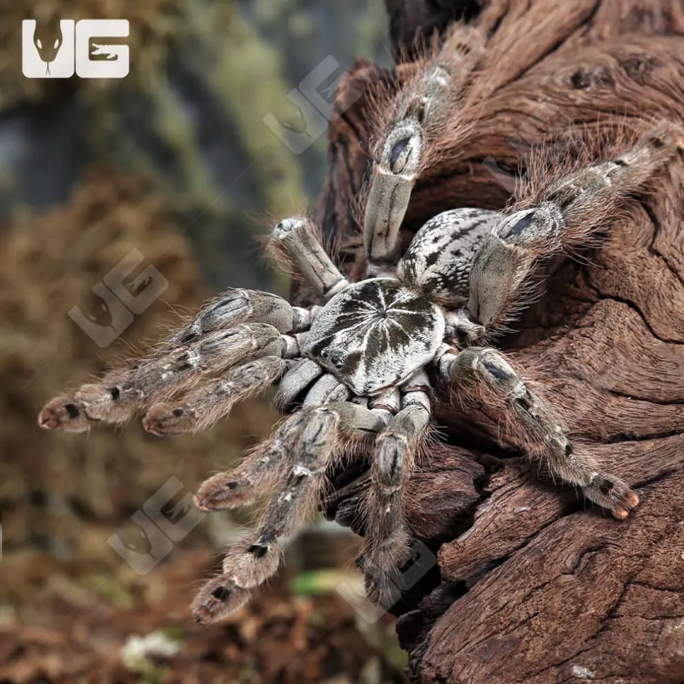 /img/16100-ornamental-baboon-tarantula-water.webp