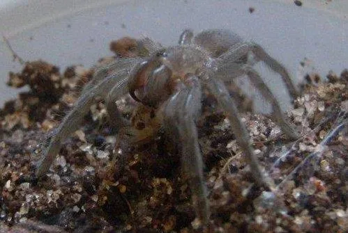 16101 dried mealworms