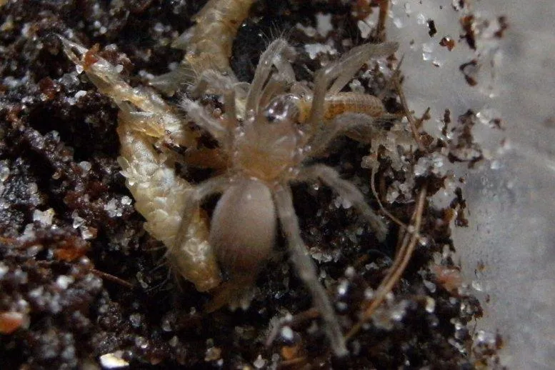 16101 tarantula habitat