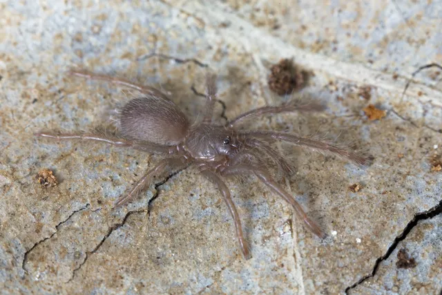 16102 tarantula characteristics