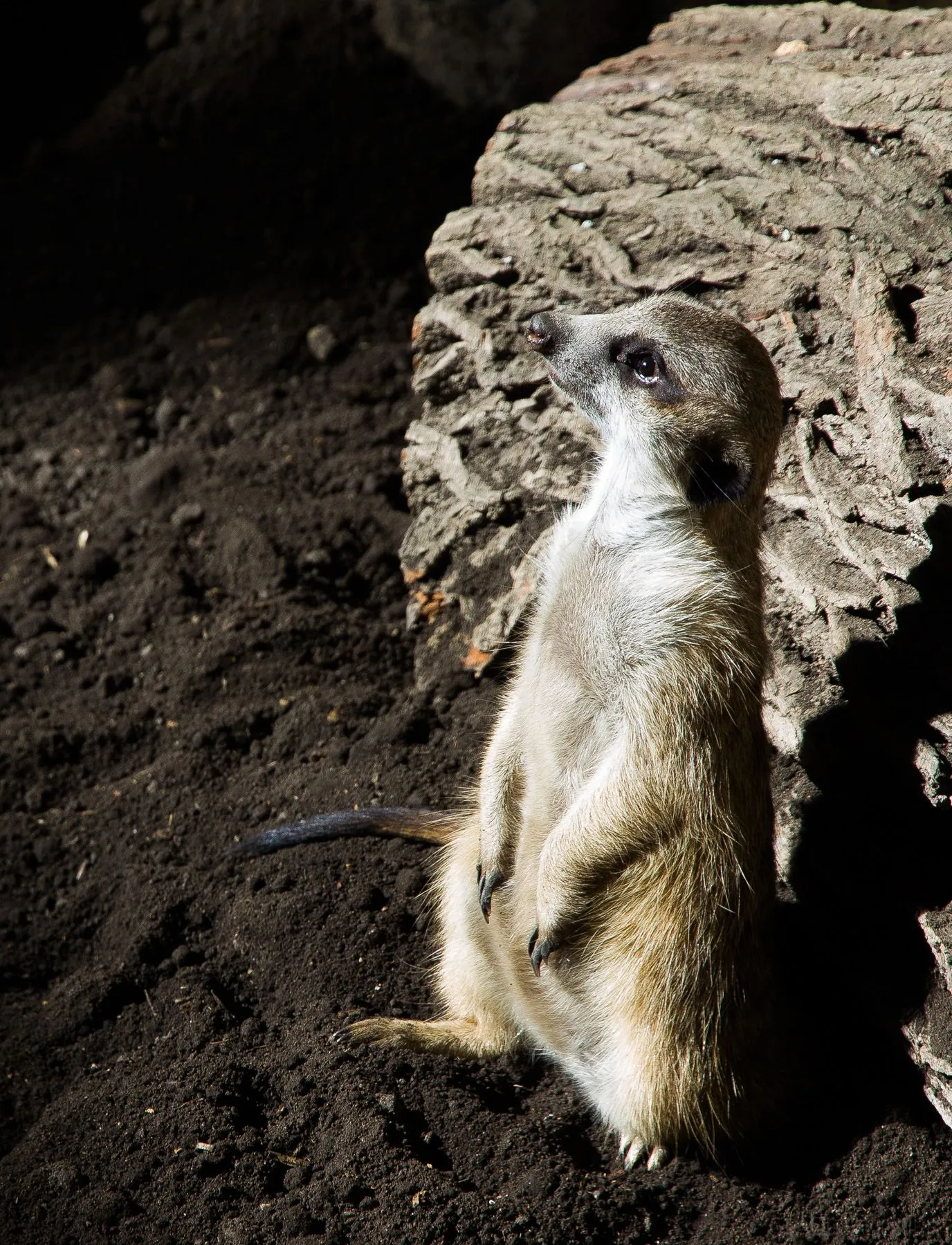 16102 tarantula lifespan