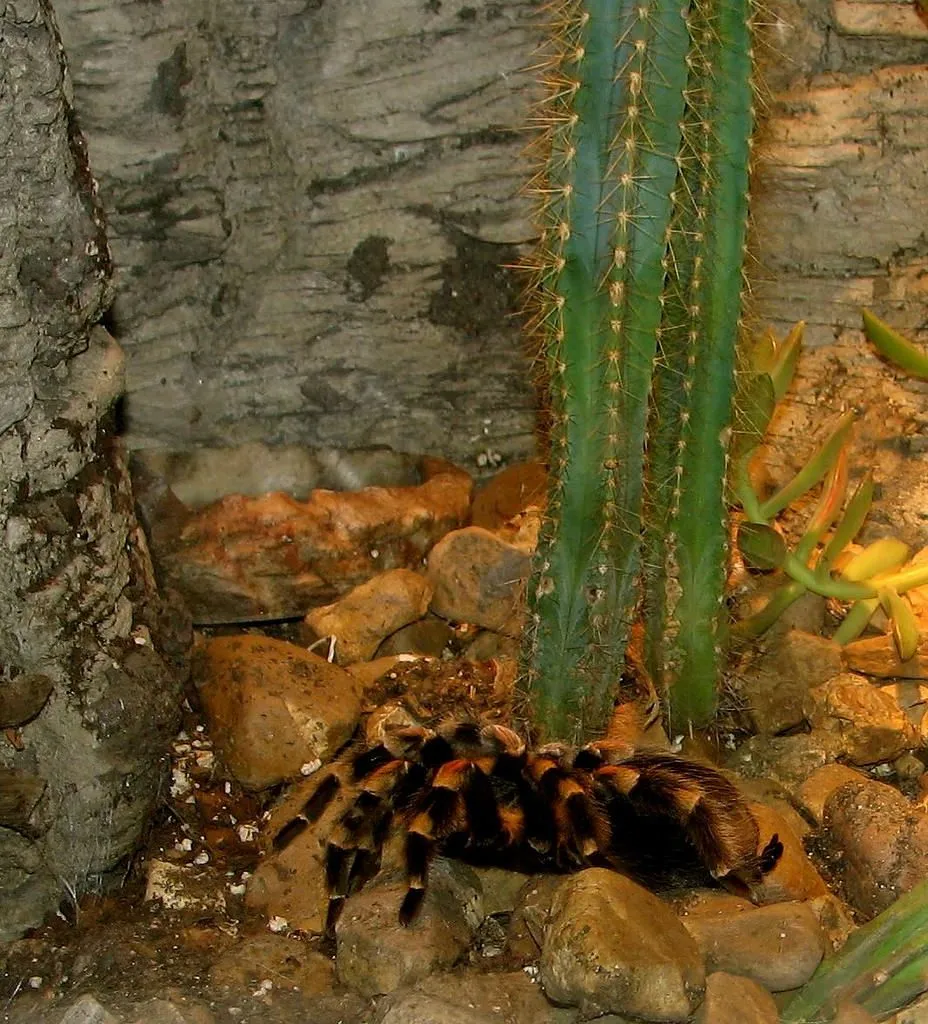 16103 red knee tarantula feeding 3