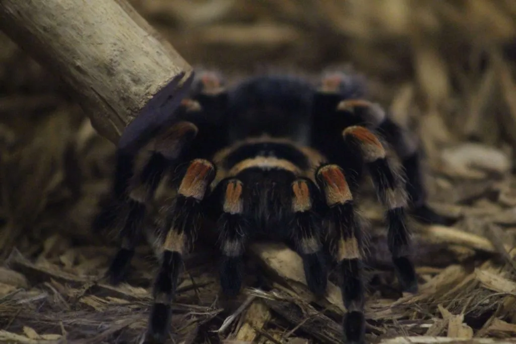 16103 red knee tarantula feeding 4