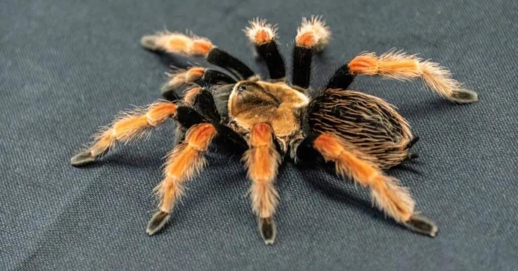 /img/16103-red-knee-tarantula-feeding-7.webp