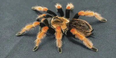 /img/16103-red-knee-tarantula-feeding-7.webp